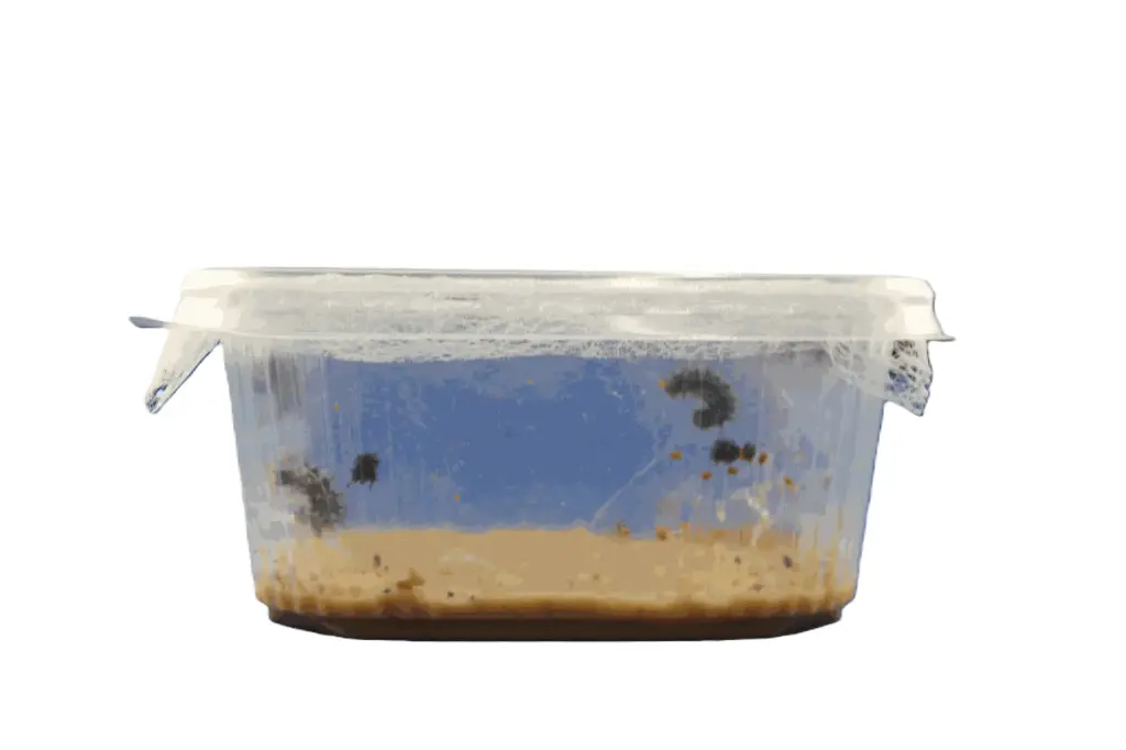 Larvae Distelfalter, 5 Pieces with food