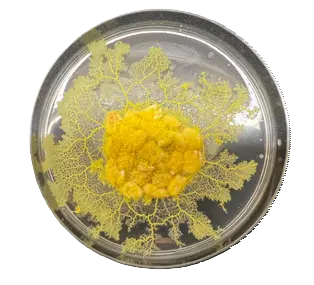 Physarum polycephalum Plasmodia (Living), 1 Piece