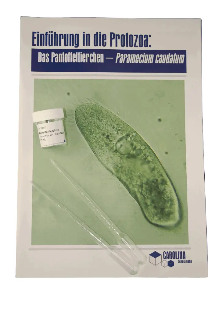 Einführung in die Protozoa - Paramecium caudatum